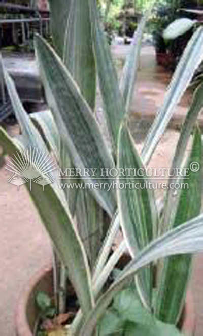 Sanservieria laurentii silver